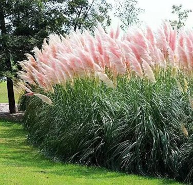 New Rare Colorful Pampas Grass 100 PCS Seeds