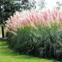 New Rare Colorful Pampas Grass 100 PCS Seeds