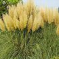 New Rare Colorful Pampas Grass 100 PCS Seeds