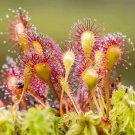 New Rare Colorful Drosera Peltata Potted Plant 100 PCS Seeds New Rare Colorful Drosera Peltata Potted Plant 100 PCS Seeds
