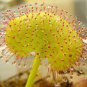 New Rare Colorful Drosera Peltata Potted Plant 100 PCS Seeds