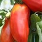 New Rare Green Red Long Tomato 'OX Horn' Organic 400 PCS Seeds
