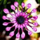 New Rare Hierloom Trailing African Daisy 50 PCS Seeds New Rare Hierloom Trailing African Daisy 50 PCS Seeds