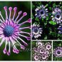 New Rare Hierloom Trailing African Daisy 50 PCS Seeds