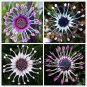 New Rare Hierloom Trailing African Daisy 50 PCS Seeds