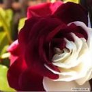 New Rare Red White Rose Flower Tree 50 PCS Seeds New Rare Red White Rose Flower Tree 50 PCS Seeds