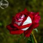 New Rare Red White Rose Flower Tree 50 PCS Seeds