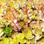 New Rare Sedum Dragons Blood Stonecrop Sedum Spurium 100 PCS Seeds