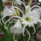 New Rare Spider Lily Bonsai Rare Lilium Brownii Flower 100 PCS Seeds