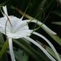 New Rare Spider Lily Bonsai Rare Lilium Brownii Flower 100 PCS Seeds