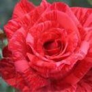 New Red Rose with Light Pink Strip Chinese Rose Shrub Flower 50 PCS Seeds New Red Rose with Light Pink Strip Chinese Rose Shrub Flower 50 PCS Seeds