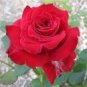 New Red Rose with Light Pink Strip Chinese Rose Shrub Flower 50 PCS Seeds