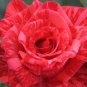 New Red Rose with Light Pink Strip Chinese Rose Shrub Flower 50 PCS Seeds