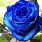 New Rosen Samen Blue Rose Seeds Gothic Gardenin 50 PCS Seeds