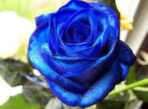 New Rosen Samen Blue Rose Seeds Gothic Gardenin 50 PCS Seeds