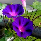 New Star of Yelta Morning Glory Flower 50 PCS Seeds