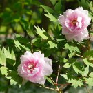 New Variety Multi-petalled Light Pink Tree Peony Flower 5 PCS Seeds New Variety Multi-petalled Light Pink Tree Peony Flower 5 PCS Seeds