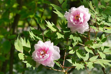 New Variety Multi-petalled Light Pink Tree Peony Flower 5 PCS Seeds