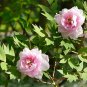 New Variety Multi-petalled Light Pink Tree Peony Flower 5 PCS Seeds