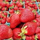 New Variety Rarest Square Red Strawberry F1 100 PCS Seeds