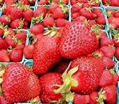 New Variety Rarest Square Red Strawberry F1 100 PCS Seeds