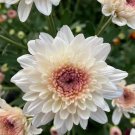 New White Chrysanthemum Potmum with Red Edge Flower 20 PCS Seeds