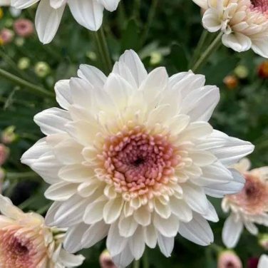 New White Chrysanthemum Potmum with Red Edge Flower 20 PCS Seeds