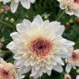 New White Chrysanthemum Potmum with Red Edge Flower 20 PCS Seeds