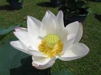 New White Purple Nelumbo Nucifera Lotus Flower 1 PCS Seeds
