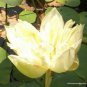 New White Purple Nelumbo Nucifera Lotus Flower 1 PCS Seeds