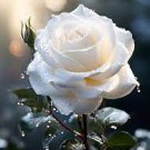 New White Rose Shrub Flower 50 PCS Seeds