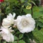 New White Rose Shrub Flower 50 PCS Seeds