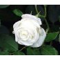 New White Rose Shrub Flower 50 PCS Seeds