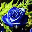 New Wild Blue Rose Plant Seed Strong Fragrant Flowers 50 PCS Seeds New Wild Blue Rose Plant Seed Strong Fragrant Flowers 50 PCS Seeds