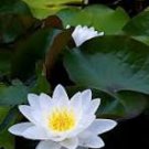 New Wild White Red Lotus Flower 1 PCS Seeds New Wild White Red Lotus Flower 1 PCS Seeds