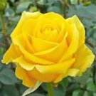 New Yellow Rose Bush Perennial Flower 50 PCS Seeds