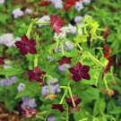 Nicotiana Alata 200 PCS Seeds Nicotiana Alata 200 PCS Seeds