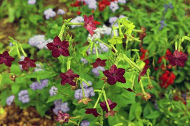 Nicotiana Alata 200 PCS Seeds
