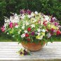 Nicotiana Alata 200 PCS Seeds