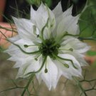 Nigella Damascena Mixed Love-in-a-mist Fennelflower 20 PCS Seeds