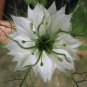 Nigella Damascena Mixed Love-in-a-mist Fennelflower 20 PCS Seeds