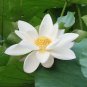 Nobility Queen White Lotus Nelumbo Nucifera 1 PCS Seeds