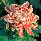 Noble Chrysanthemum Seeds Balcony Potted Flowers Chrysanthemum 20 PCS Seeds