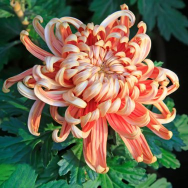 Noble Chrysanthemum Seeds Balcony Potted Flowers Chrysanthemum 20 PCS Seeds