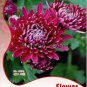 Noble Chrysanthemum Seeds Balcony Potted Flowers Chrysanthemum 20 PCS Seeds