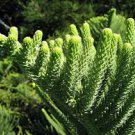Norfolk Island Pine Araucaria Heterophylla 20 PCS Seeds Norfolk Island Pine Araucaria Heterophylla 20 PCS Seeds