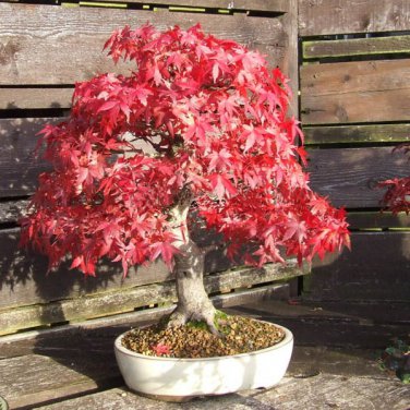 Northern Sugar Acer Japanese Maple Tree 20 PCS Seeds