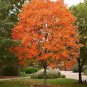 Northern Sugar Acer Japanese Maple Tree 20 PCS Seeds