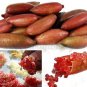 Novel Finger Limes Citrus Pomegranate Bonsai 20 PCS Seeds