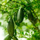 Novel Finger Limes Citrus Pomegranate Bonsai Delicious Sweet Fruit 20 PCS Seeds